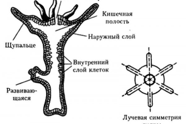 Кракен наркоторговец