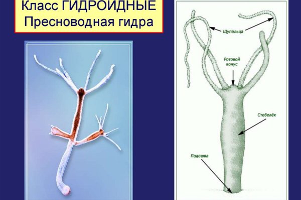 Кракен шоп krakenwebs org